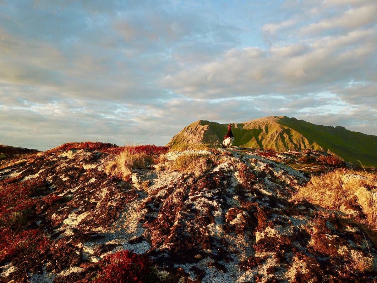 Midnight Sun View Lofoten Leknes Buitenkant foto